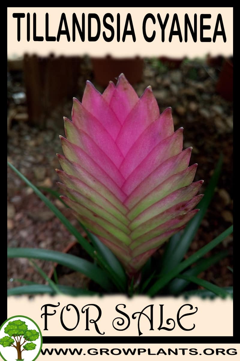 Tillandsia cyanea for sale