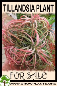 Tillandsia for Sale: Pre-Purchase & Growing Guide Tillandsia for sale