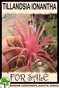 Tillandsia ionantha for sale