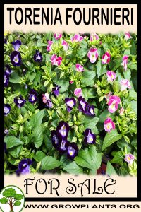 Torenia fournieri for Sale: Pre-Purchase & Growing Guide Torenia fournieri for sale