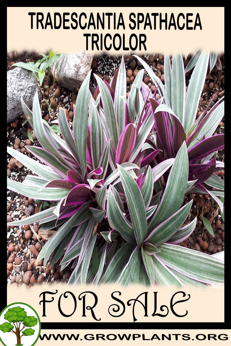 Tradescantia spathacea Tricolor for sale