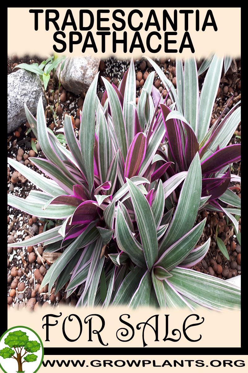 Tradescantia spathacea for sale
