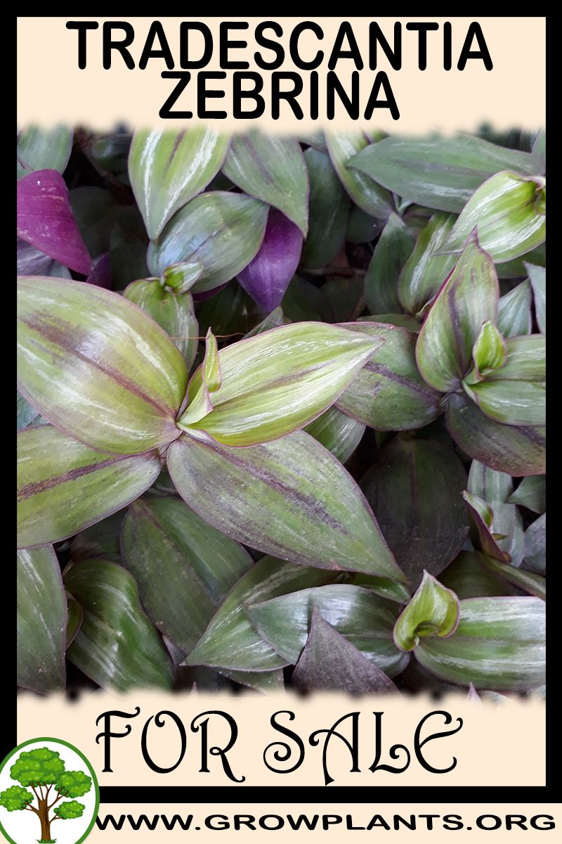 Tradescantia zebrina for sale
