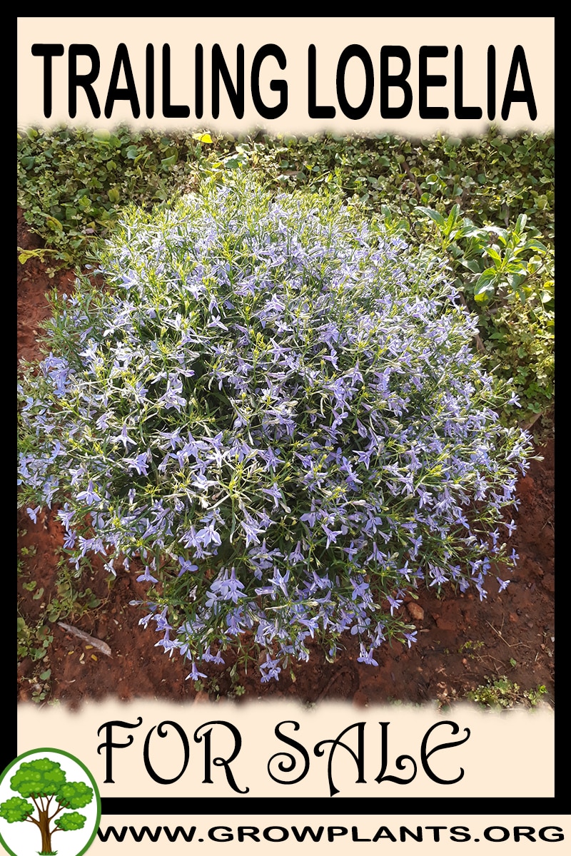 Physostegia virginiana for sale