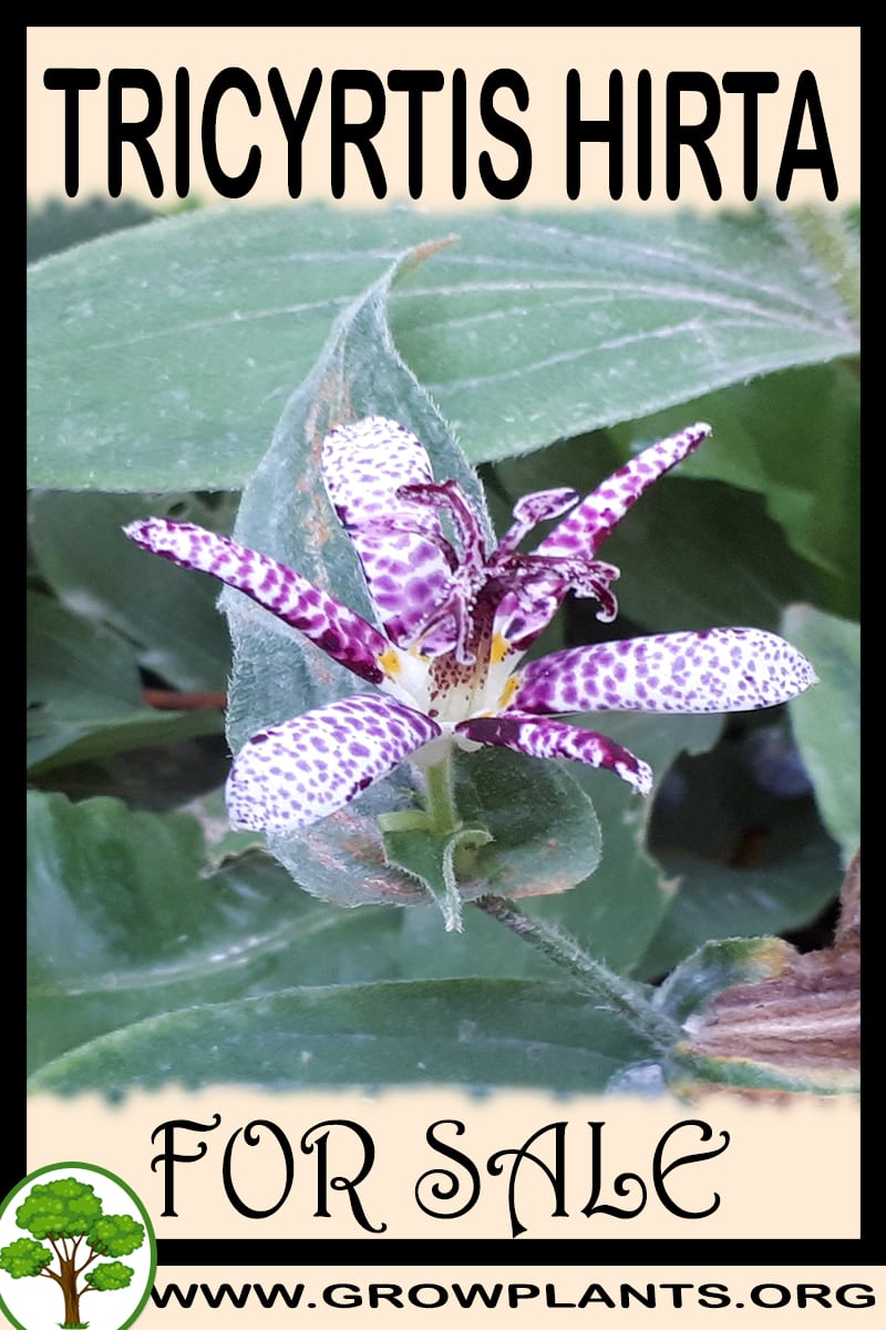 Tricyrtis hirta for sale