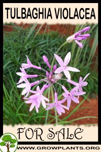 Tulbaghia violacea for sale