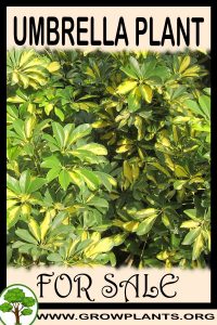 Umbrella for Sale: Pre-Purchase & Growing Guide Umbrella plant for sale