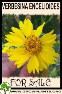 Verbesina encelioides for sale