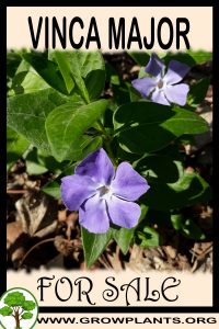 Vinca major for Sale: Pre-Purchase & Growing Guide Vinca major for sale