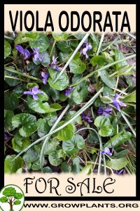 Viola odorata for sale