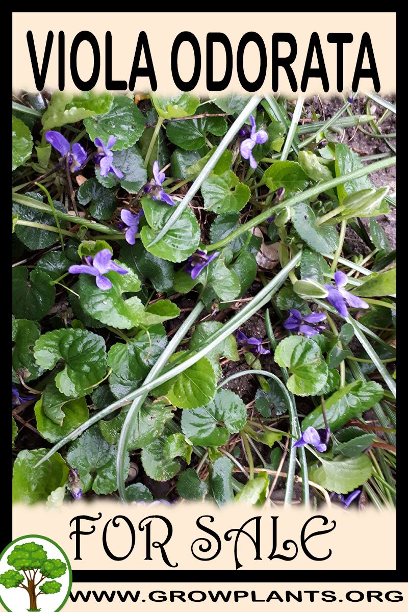 Viola odorata for sale