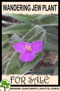 Wandering jew for Sale: Pre-Purchase & Growing Guide Wandering jew plant for sale