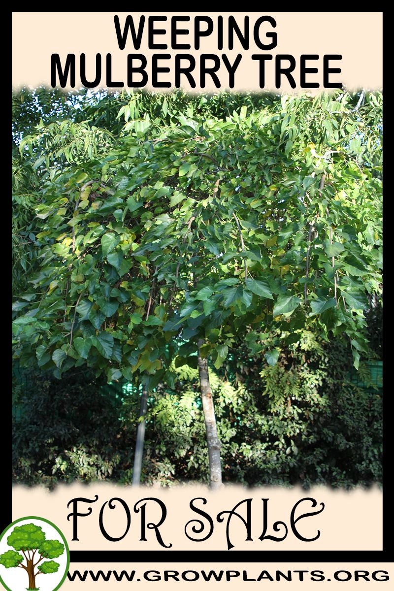 Weeping mulberry tree for sale Grow plants