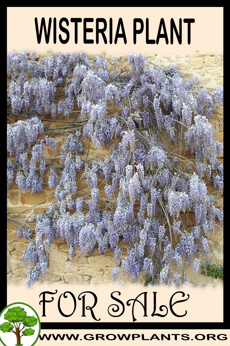 Wisteria