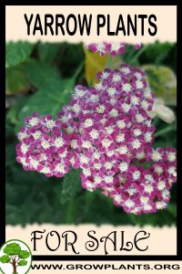 Yarrow plants for sale