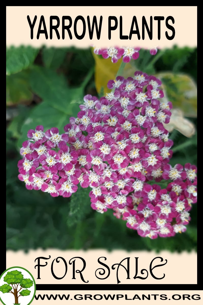 Yarrow plants for sale