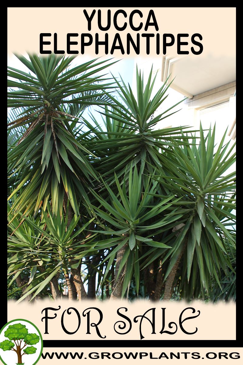 Yucca elephantipes for sale