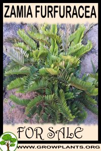 Zamia furfuracea for sale