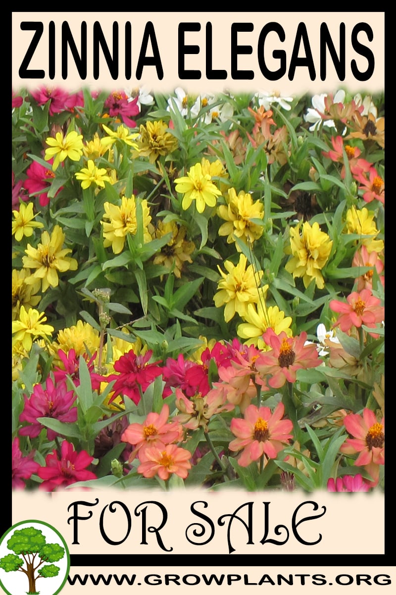 Zinnia elegans for sale