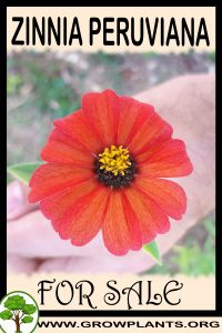 Zinnia peruviana for sale