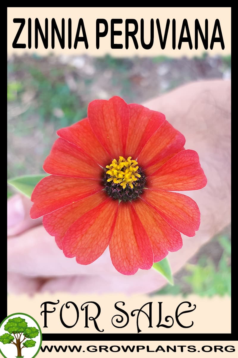 Zinnia peruviana