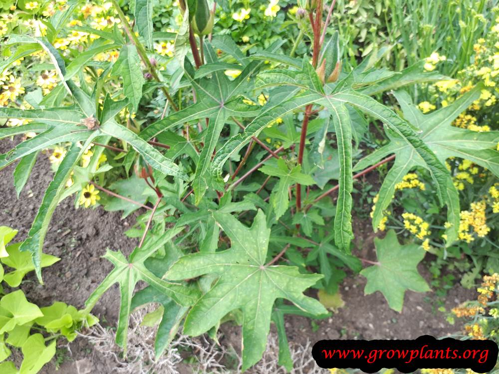 Aibika plant