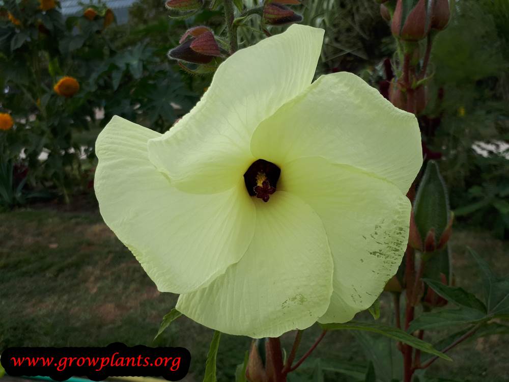 Aibika plant flower