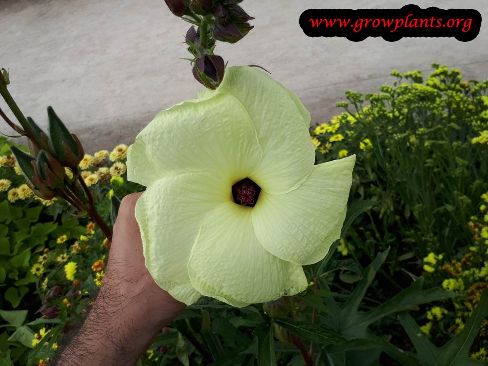 Aibika plant bloom season