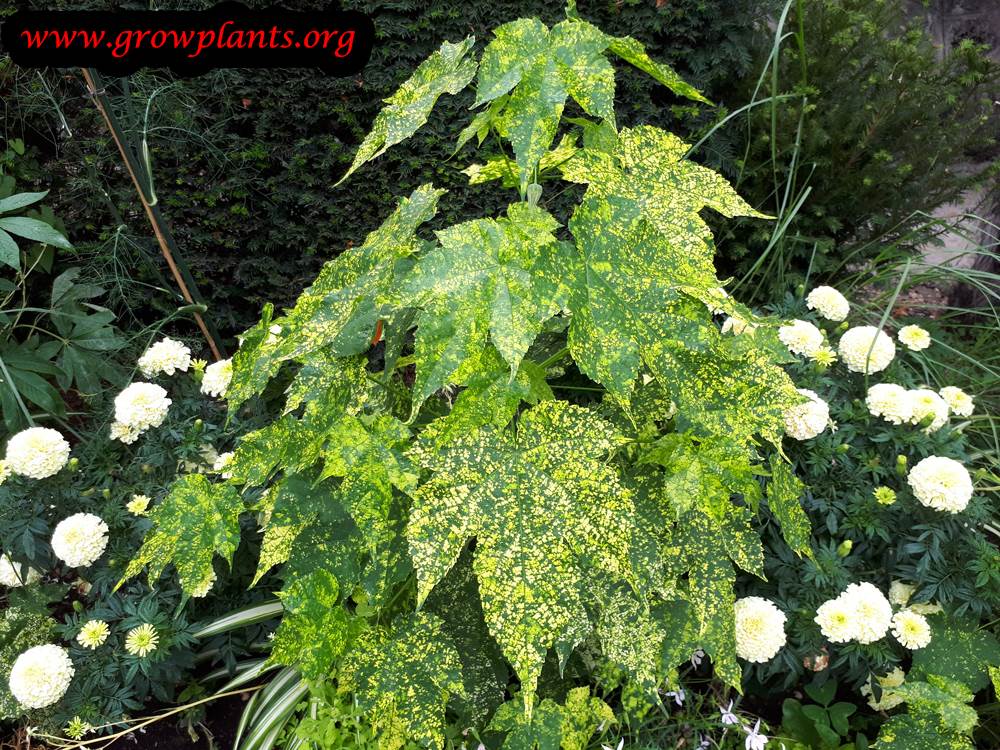 Abutilon pictum