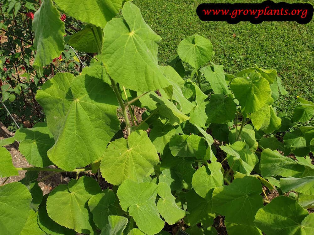 Abutilon theophrasti