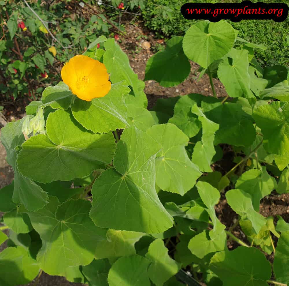 Abutilon theophrasti plant care