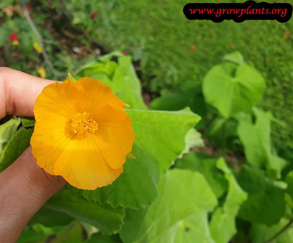 Abutilon theophrasti plant