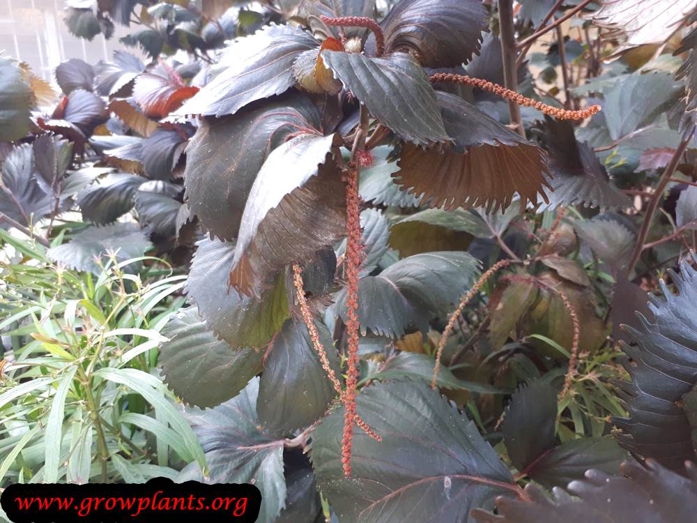 Growing Acalypha wilkesiana plant