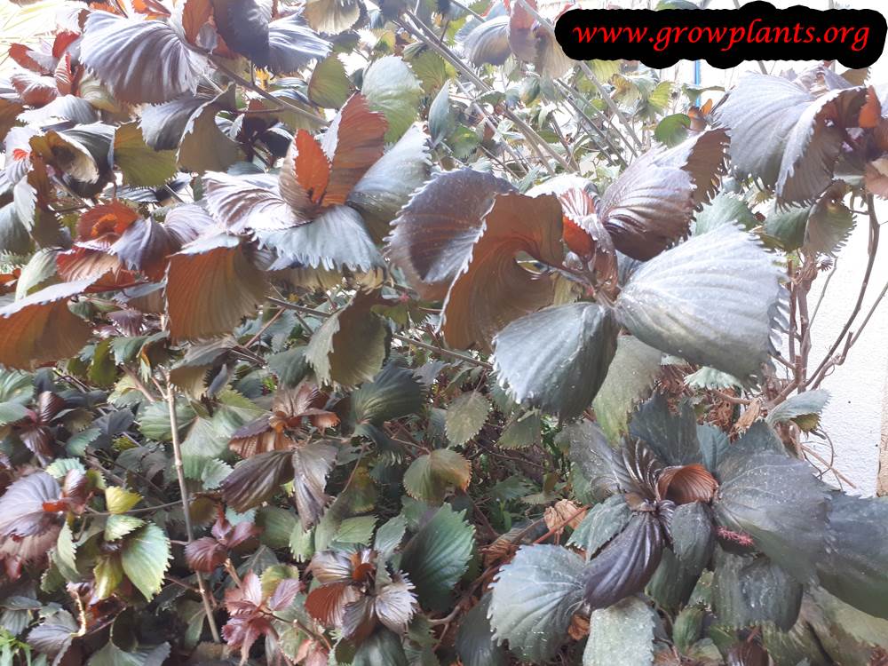 Growing Acalypha wilkesiana plant