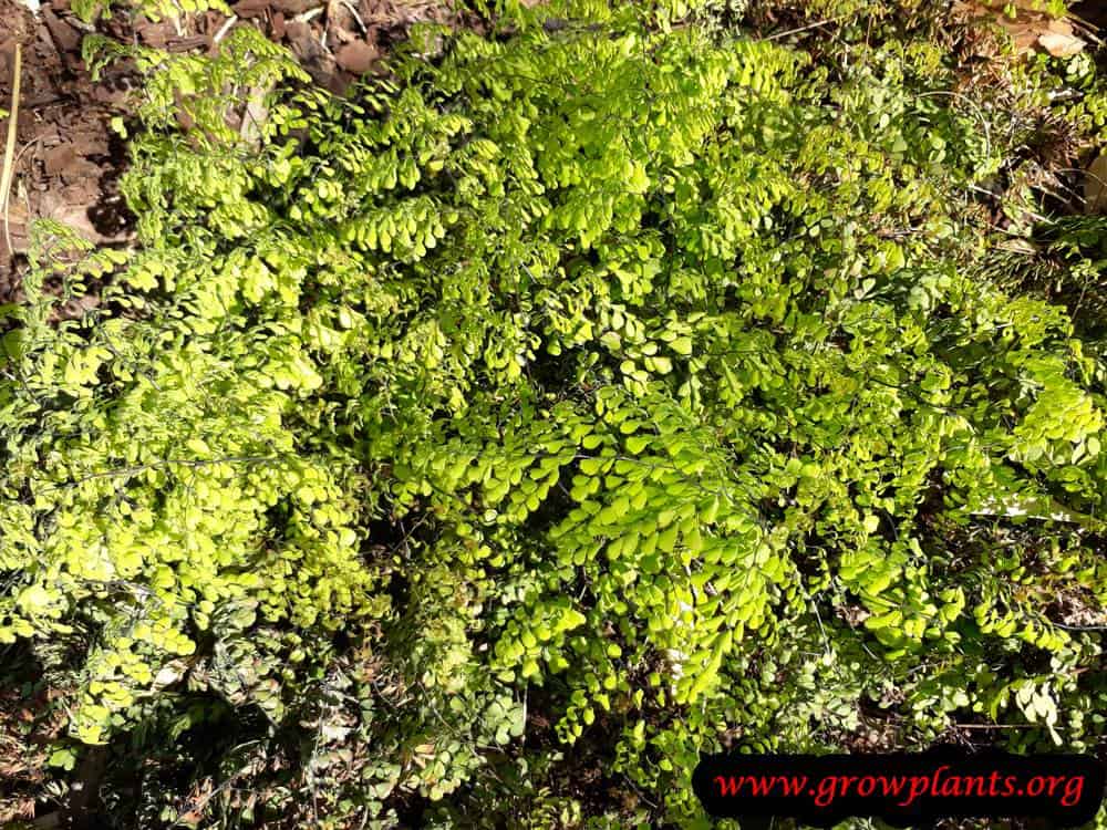 Adiantum venustum