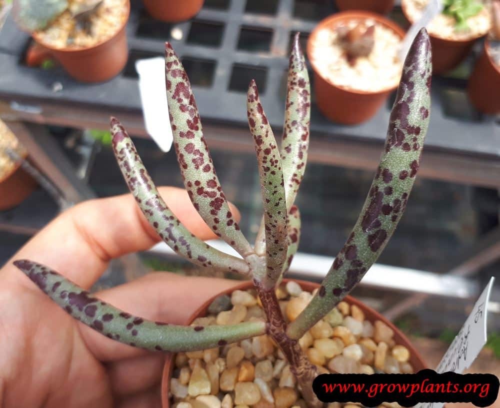 Adromischus filicaulis plant care