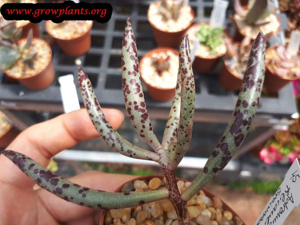 Adromischus filicaulis