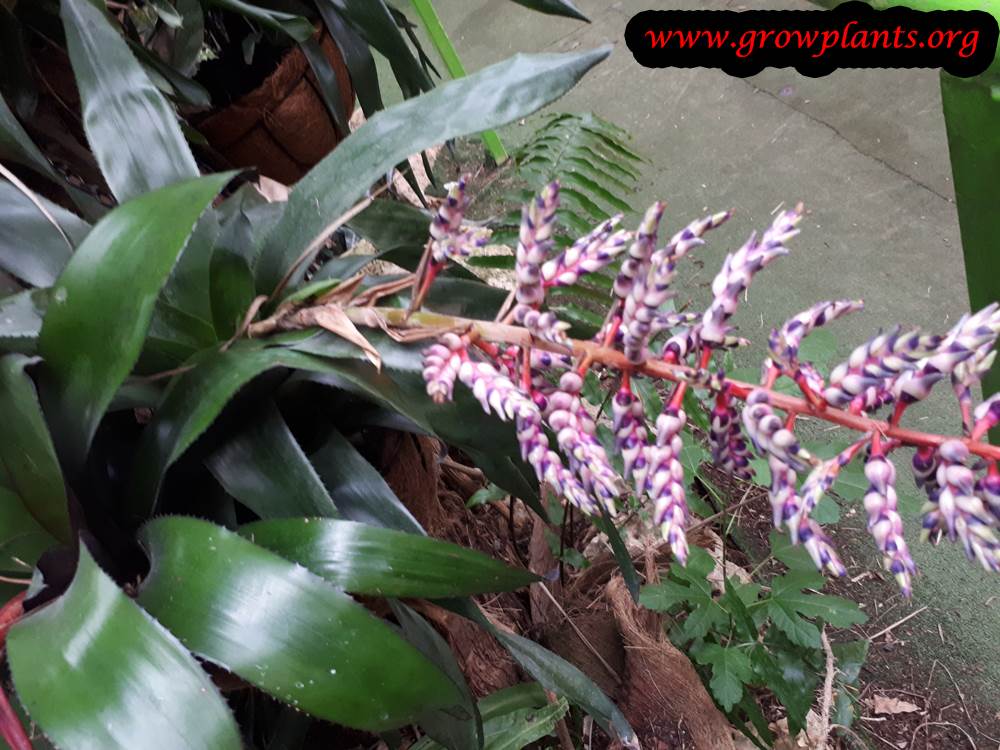 Aechmea Del Mar