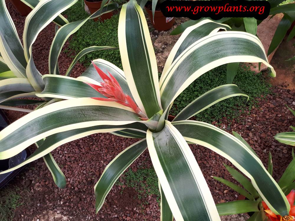 Aechmea fasciata variegata