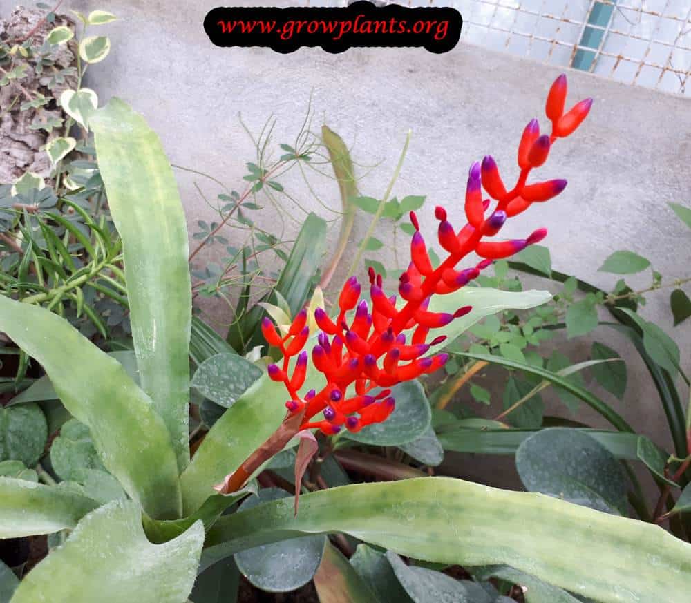 Aechmea fulgens
