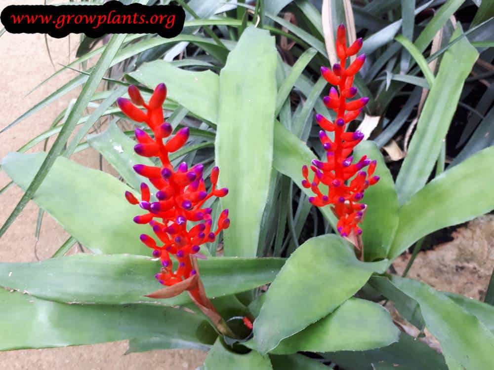 Aechmea fulgens flowers