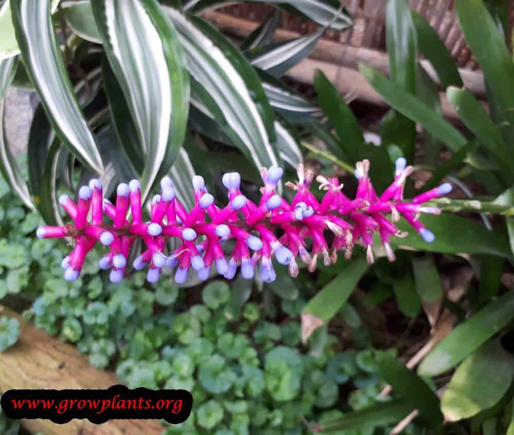 Aechmea gamosepala