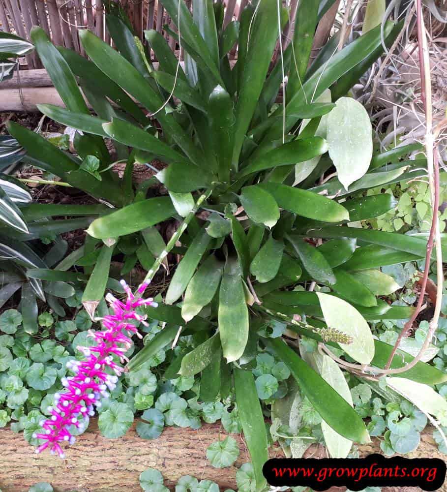 Aechmea gamosepala plant care