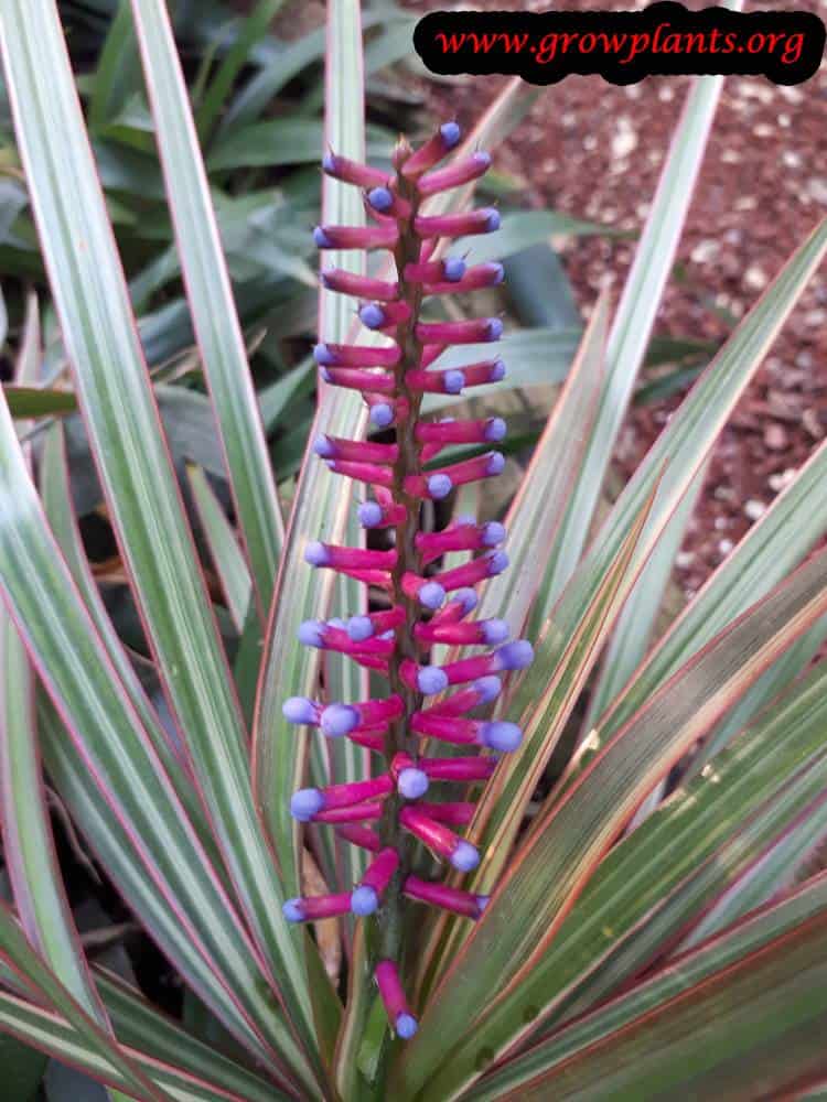 Aechmea gamosepala flowers