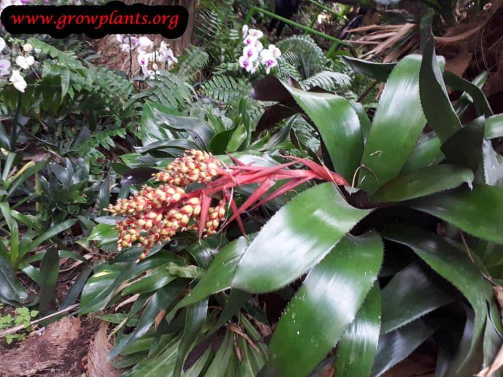 Aechmea ramosa flower