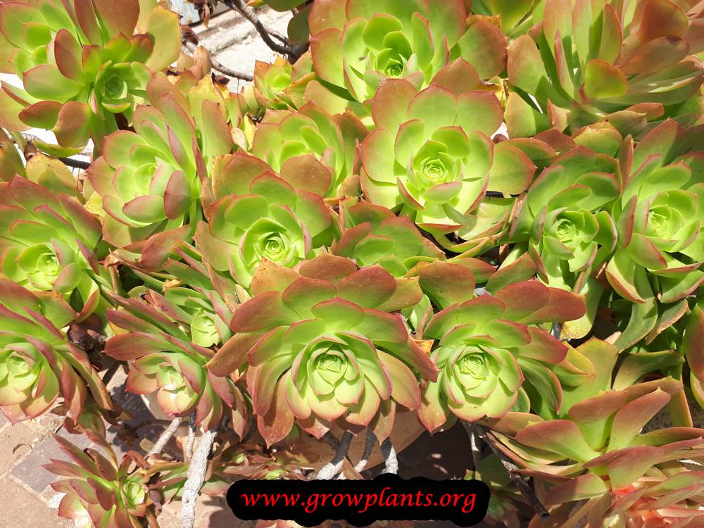 Aeonium plant