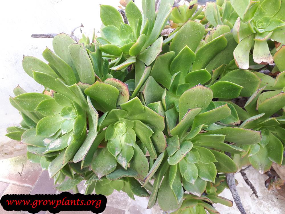 Growing Aeonium plant