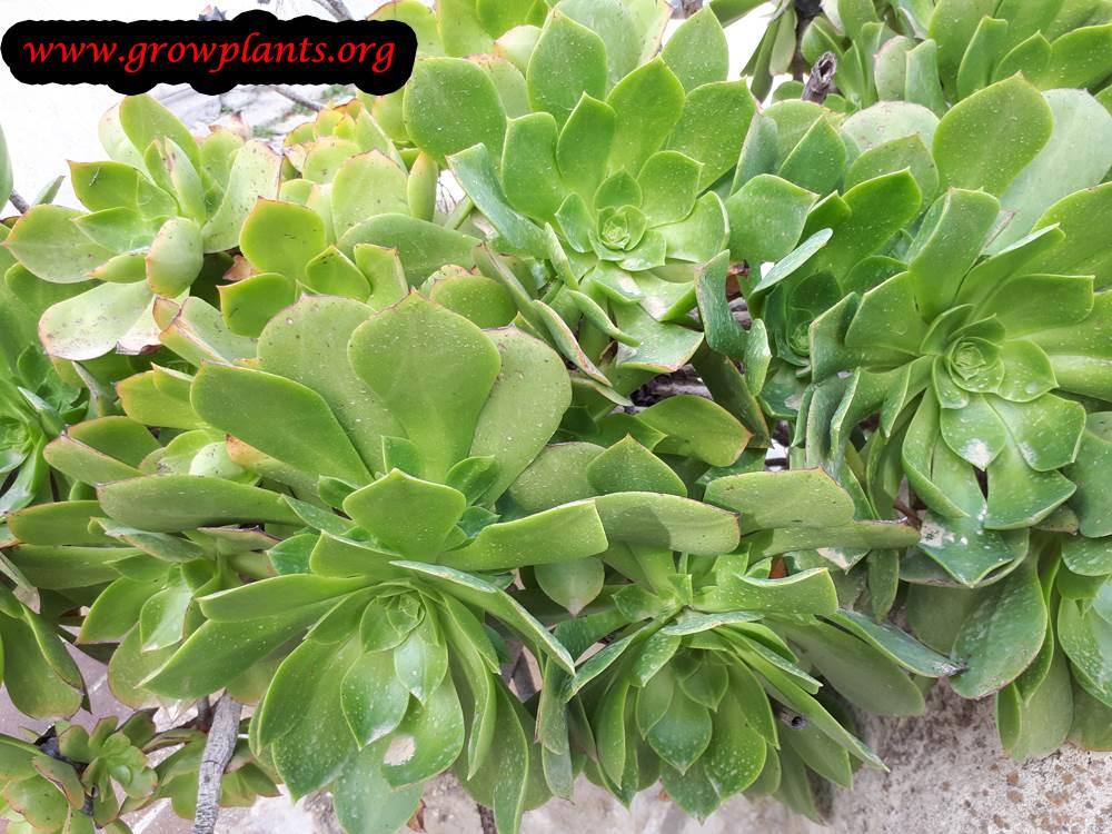 Aeonium plant care