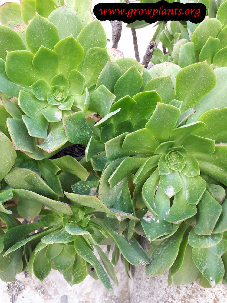 Aeonium plant grow and care