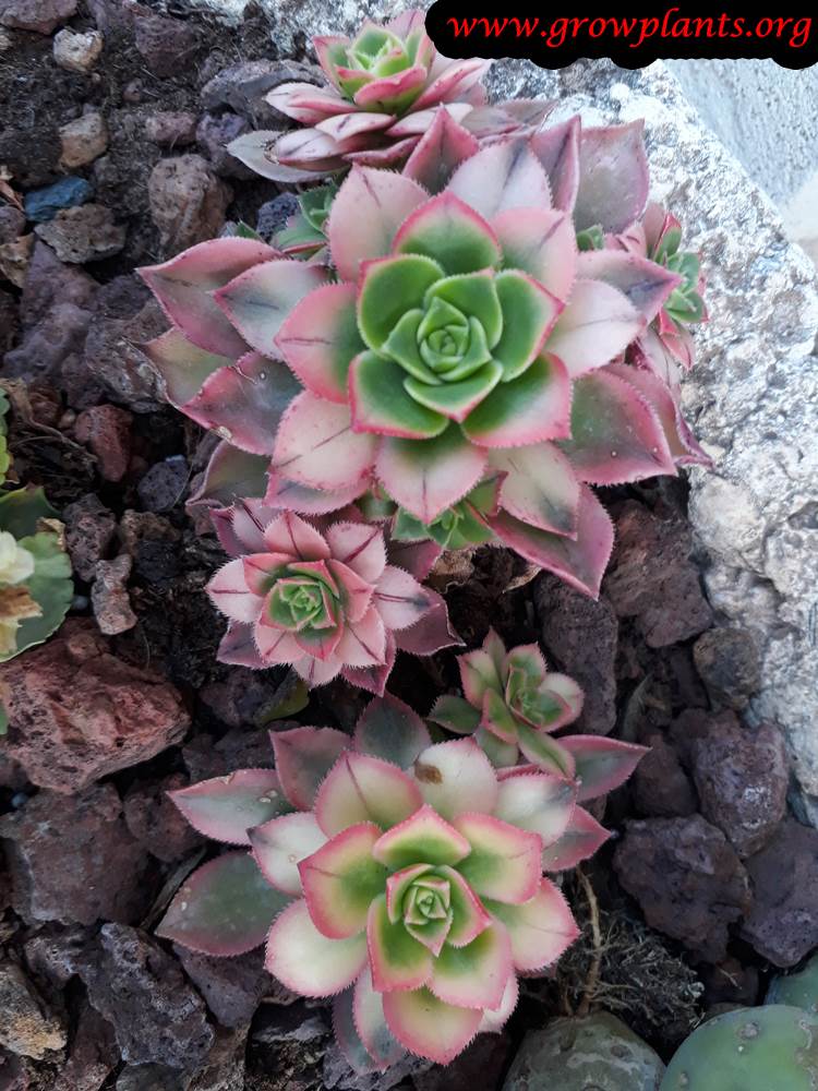 Aeonium kiwi